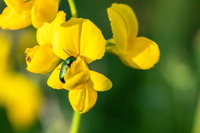 Close-up of insect on yellow flower