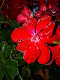 Close-up of wet red flowers blooming outdoors