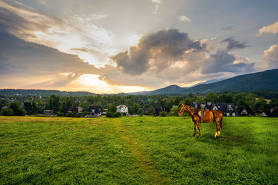 View of horses on field against sky