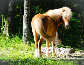 Brown pony on grassy field