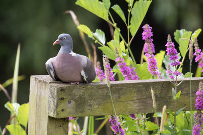 Pigeon perching on railing