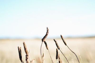 Close-up of plant