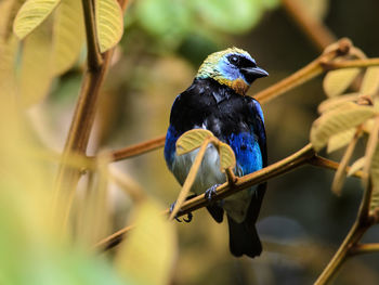 Close-up of bird perching on branch