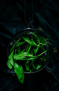 High angle view of green leaves