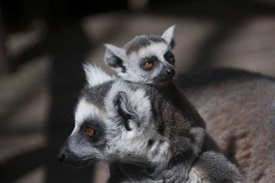 Close-up portrait of two young looking away