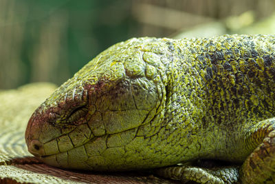 Portrait of a solomon islands skink  in captivity