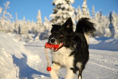 Border collie dog playing with a toy in the snow.