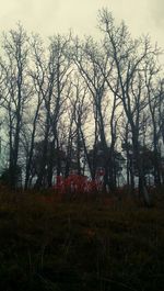 Bare trees on field in forest