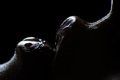 Close-up of horse against black background