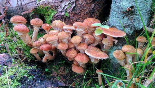 Close-up of mushrooms growing on tree trunk