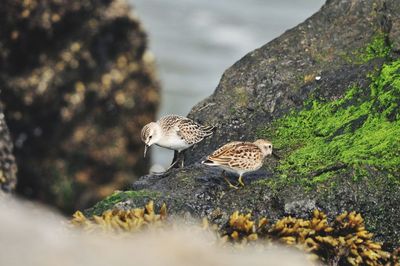 Flock of birds on rock