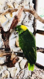 Close-up of parrot perching on wood