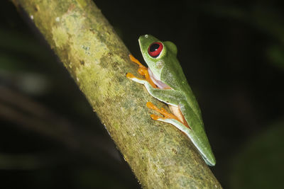 Close-up of frog on leaf