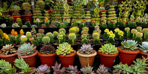 Potted plants at market stall