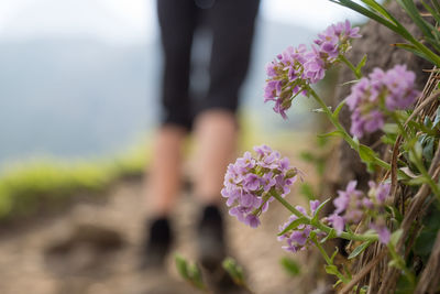 Low section of person on purple flower