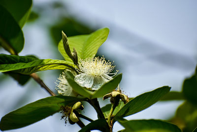 This is the close-up shot of the guava flower in the daytime in a winter morning in india.