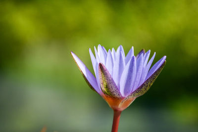 Close-up of purple blue flower