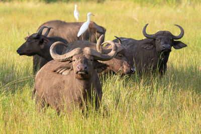 African buffalo, syncerus caffer,  uganda