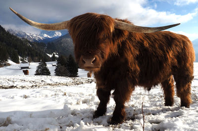 Bull standing on snow field against sky
