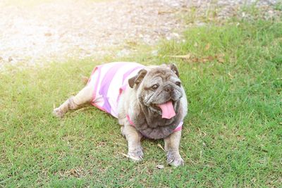 Portrait of dog sitting on grass