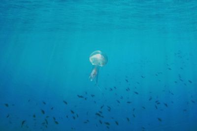 Jellyfish swimming in sea