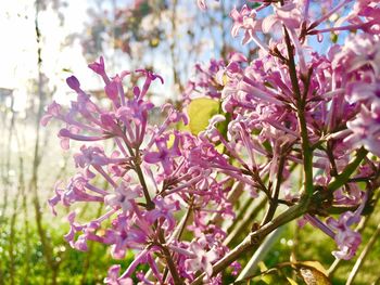 Close-up of pink flowers blooming on tree