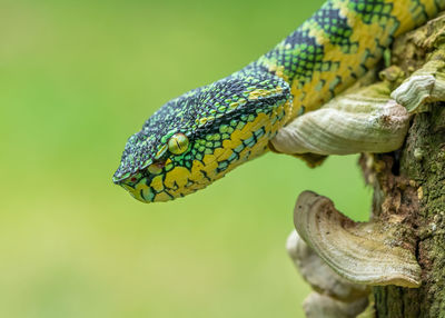 animal themes