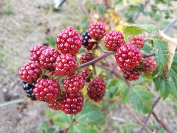 Close-up of berries on tree