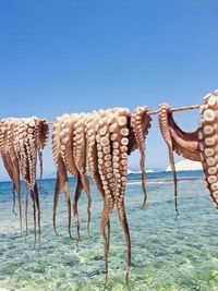 View of crab on beach against clear sky