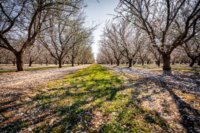 Trees on field