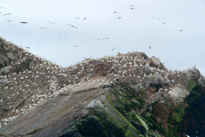 Flock of birds flying over rock