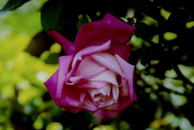 Close-up of pink rose flower