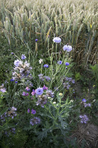 plant