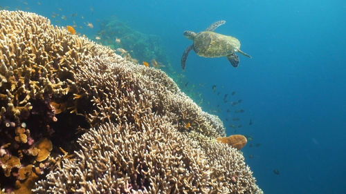 Sea turtle swimming underwater over corals. sea turtle moves its flippers in the ocean under water. 