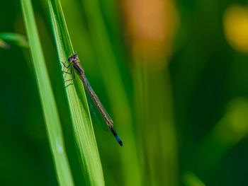 Close-up of insect on grass