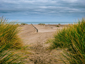 Wooden stakes leading the way through marram grass towards the sea on a sand beach