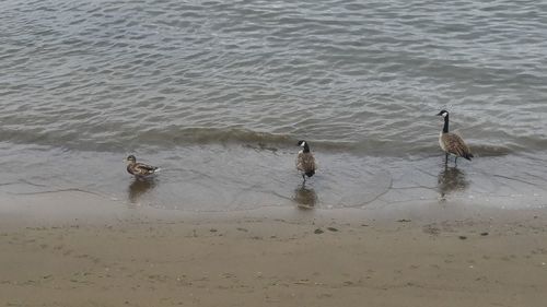 Ducks swimming in lake