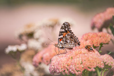 Close-up of butterfly pollinating on pink flower
