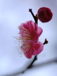 Close-up of pink cherry blossom
