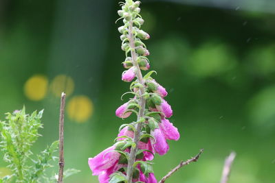 Close-up of pink flowering plant