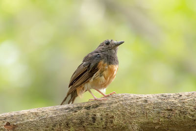 Close-up of bird perching on tree