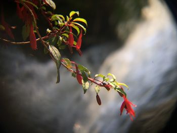 Close-up of red flowers