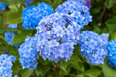 Close-up of purple flowering plant