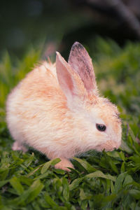 Close-up of a rabbit on land