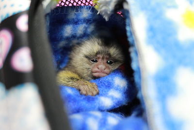 Close-up portrait of monkey