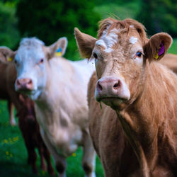 Portrait of cow standing on field