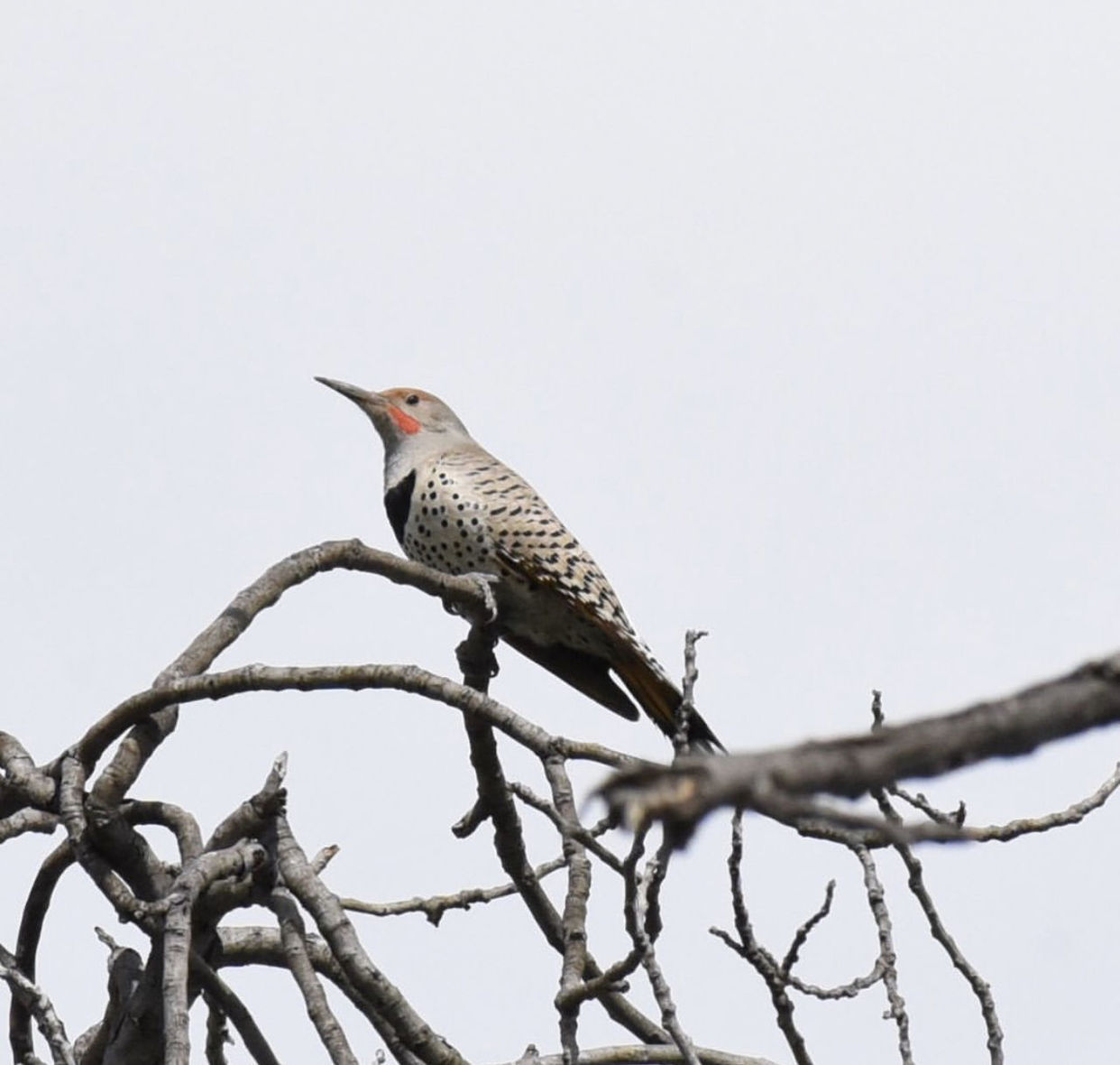 LOW ANGLE VIEW OF BIRD PERCHING ON BRANCH