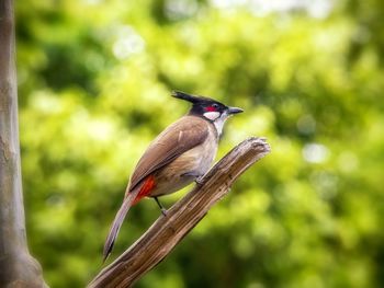 Close-up of bird perching on tree