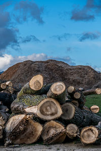 Stack of logs in forest