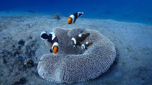 Saddleback clownfish family at pagkilatan